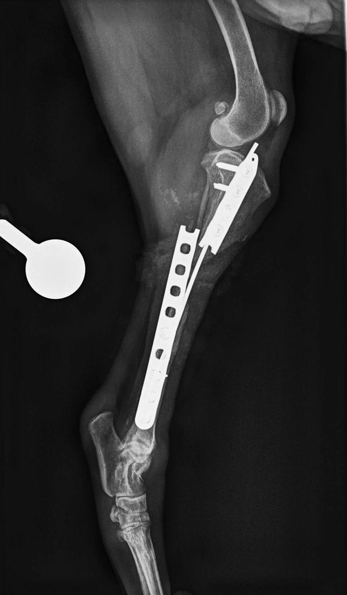 Post-operative radiograph lateral view showing orthogonal plate fixation