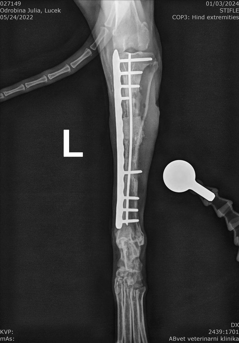 Follow-up radiograph at ABvet veterinary clinic confirming bone union and no signs of osteomyelitis