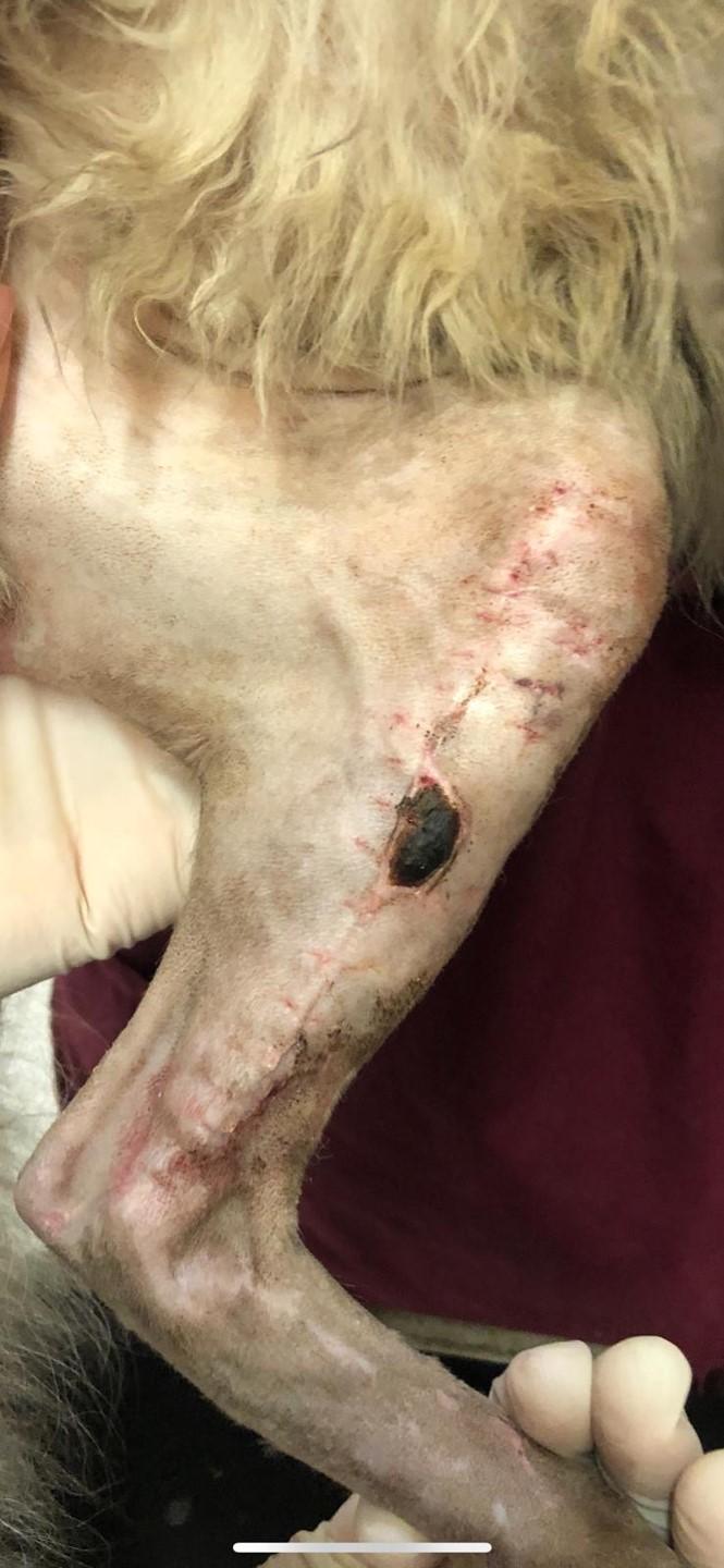 10-day follow-up — no discharge, sutures removed