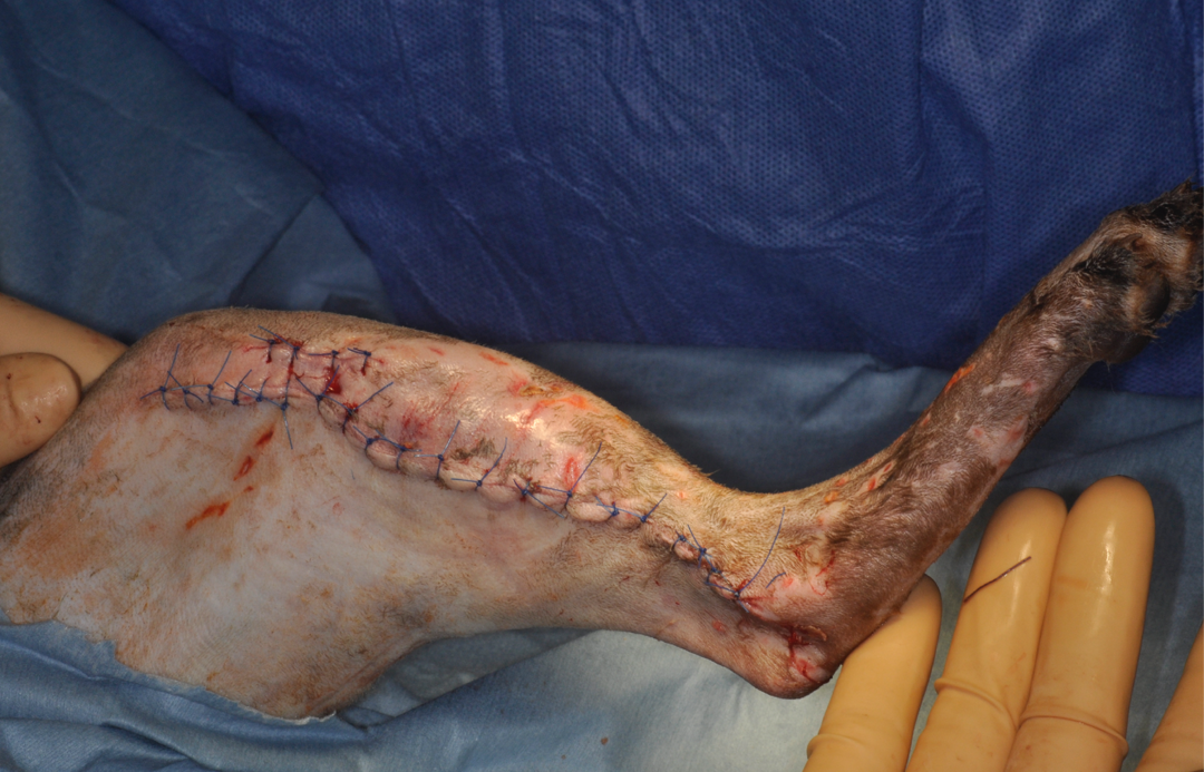 Post-suture wound appearance