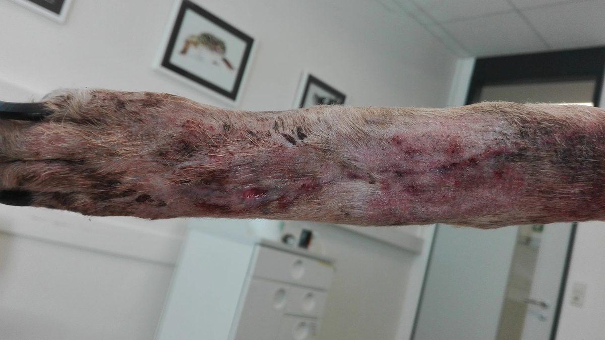 Recurrent Implant Infection — Pancarpal Arthrodesis