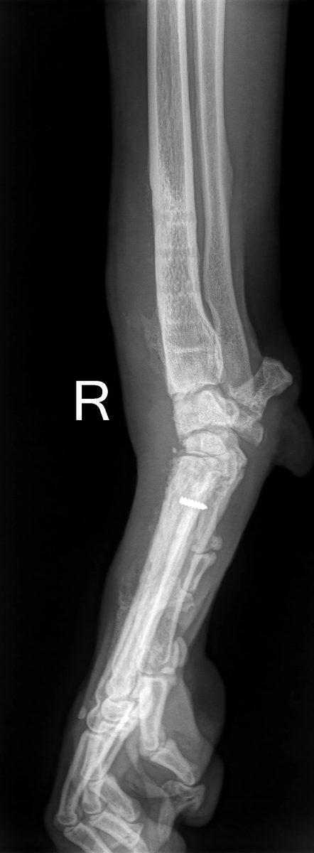 Pre-operative lateral radiograph showing right carpal region with previous hardware and bony changes