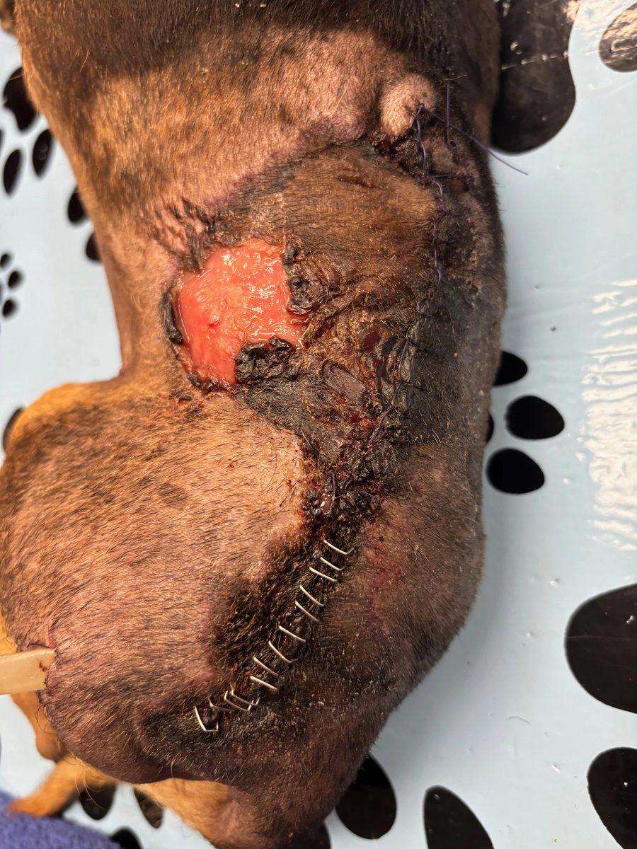 Dorsal Abscess with Skin Necrosis — Chihuahua