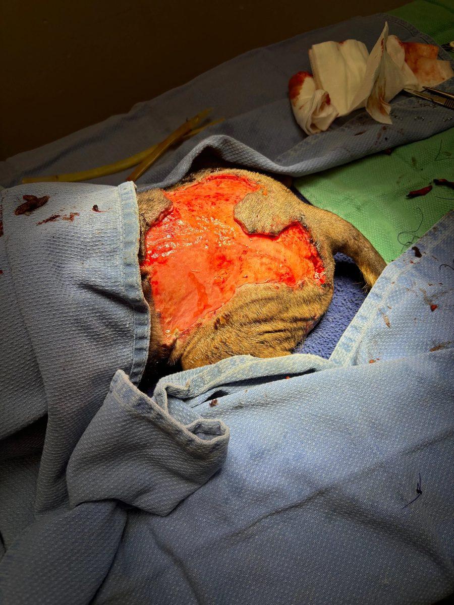 Intraoperative view of wound bed following full debridement