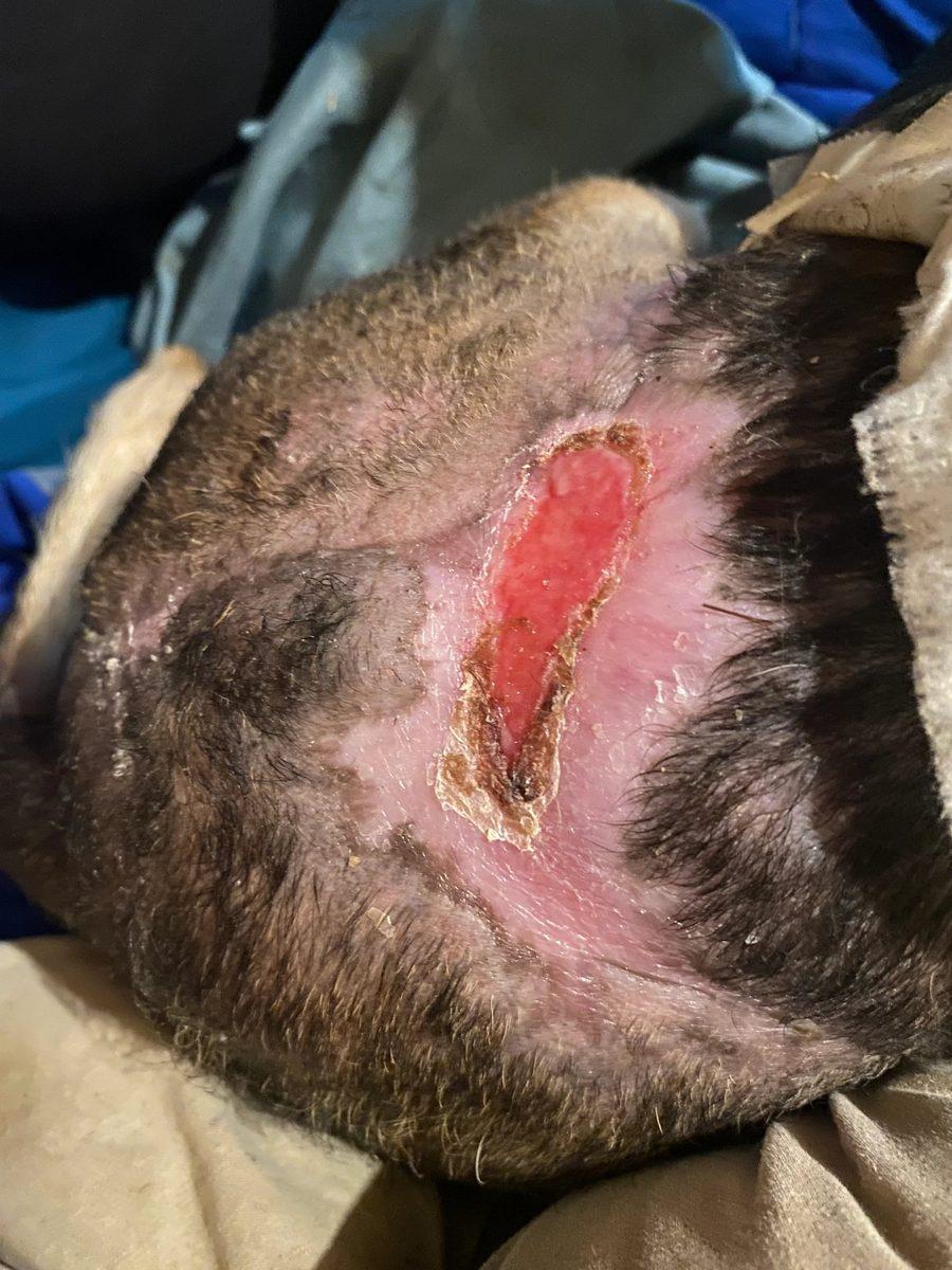 Wound at follow-up showing healthy granulation tissue and progressive healing