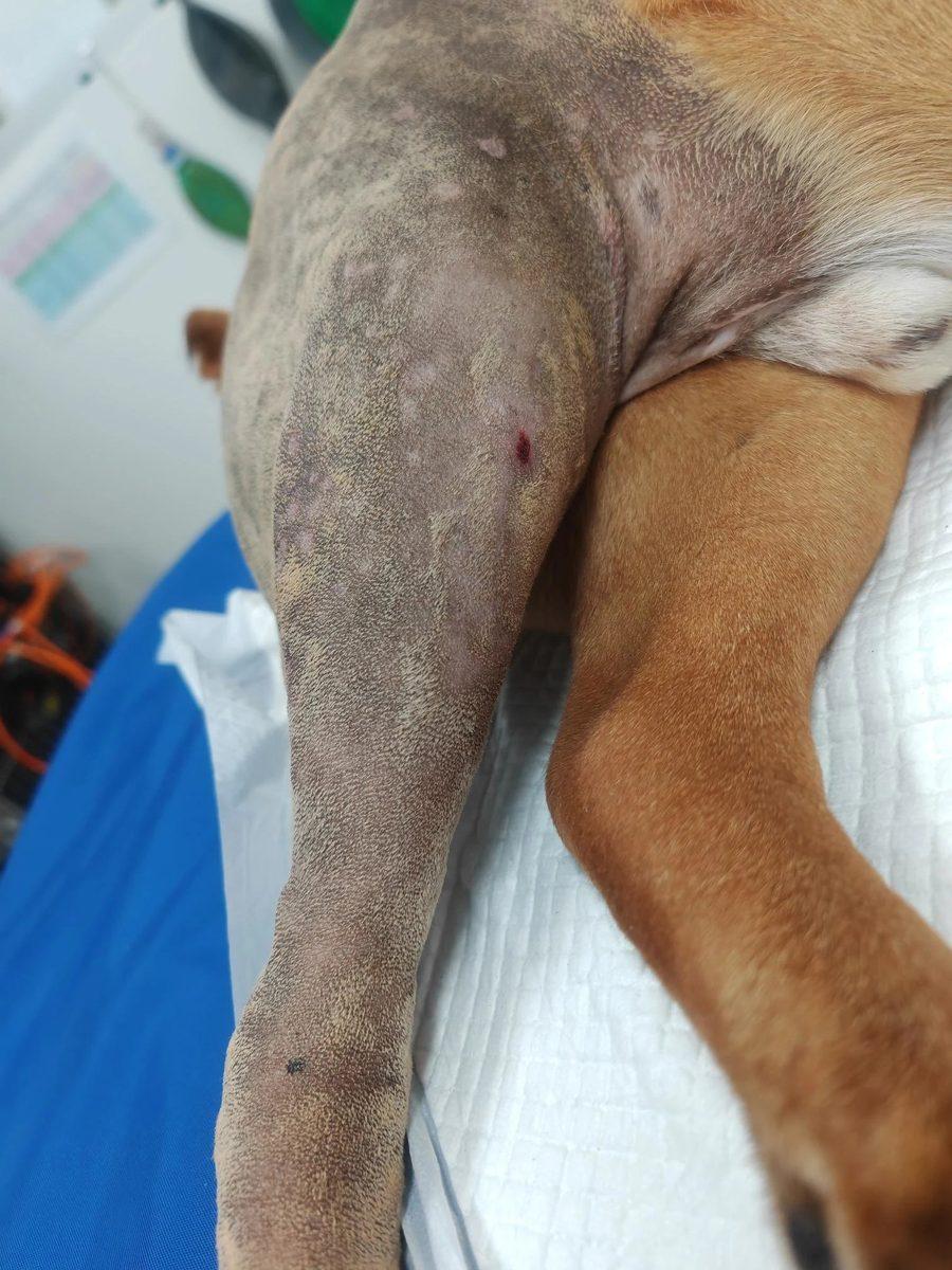 Infected Post-TPLO Plate — Australian Bulldog