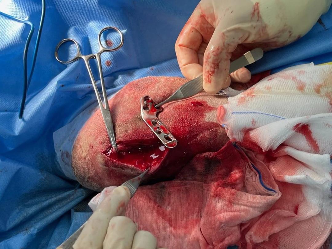 Intraoperative view of plate removal at infected TPLO site