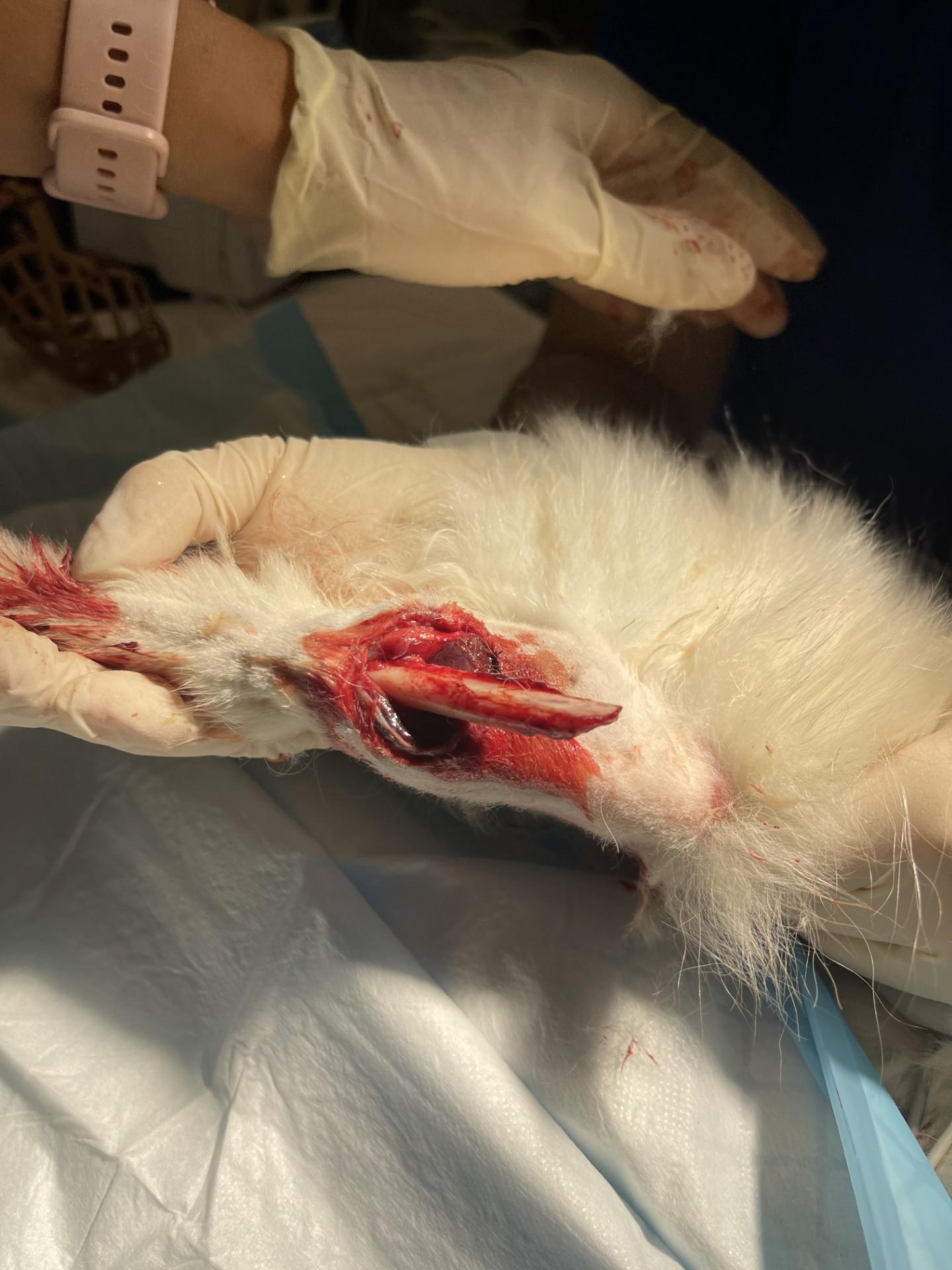 Open Tibial Fracture — Spitz