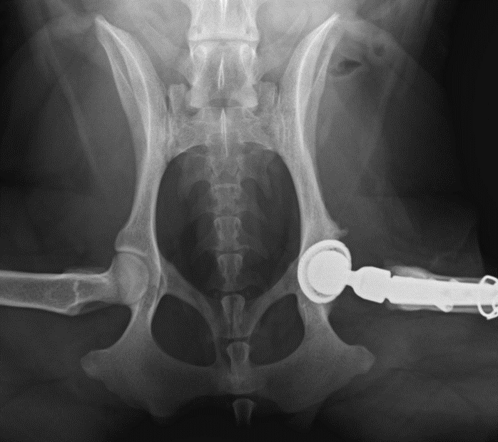 3-month follow-up radiograph left