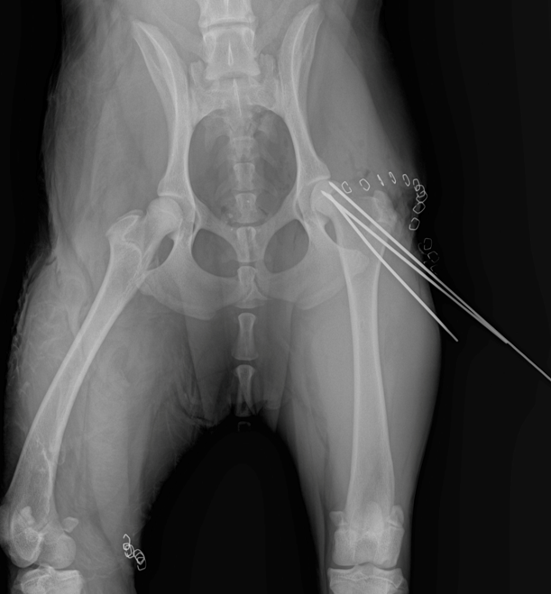 Pre-operative radiograph left view