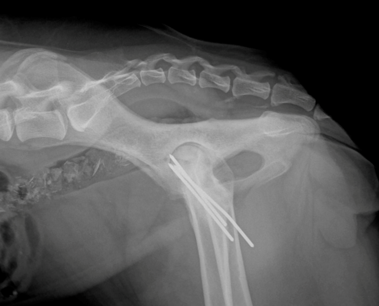 Further pre-operative imaging right