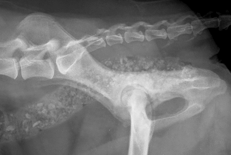 Intraoperative — acetabular cup placement