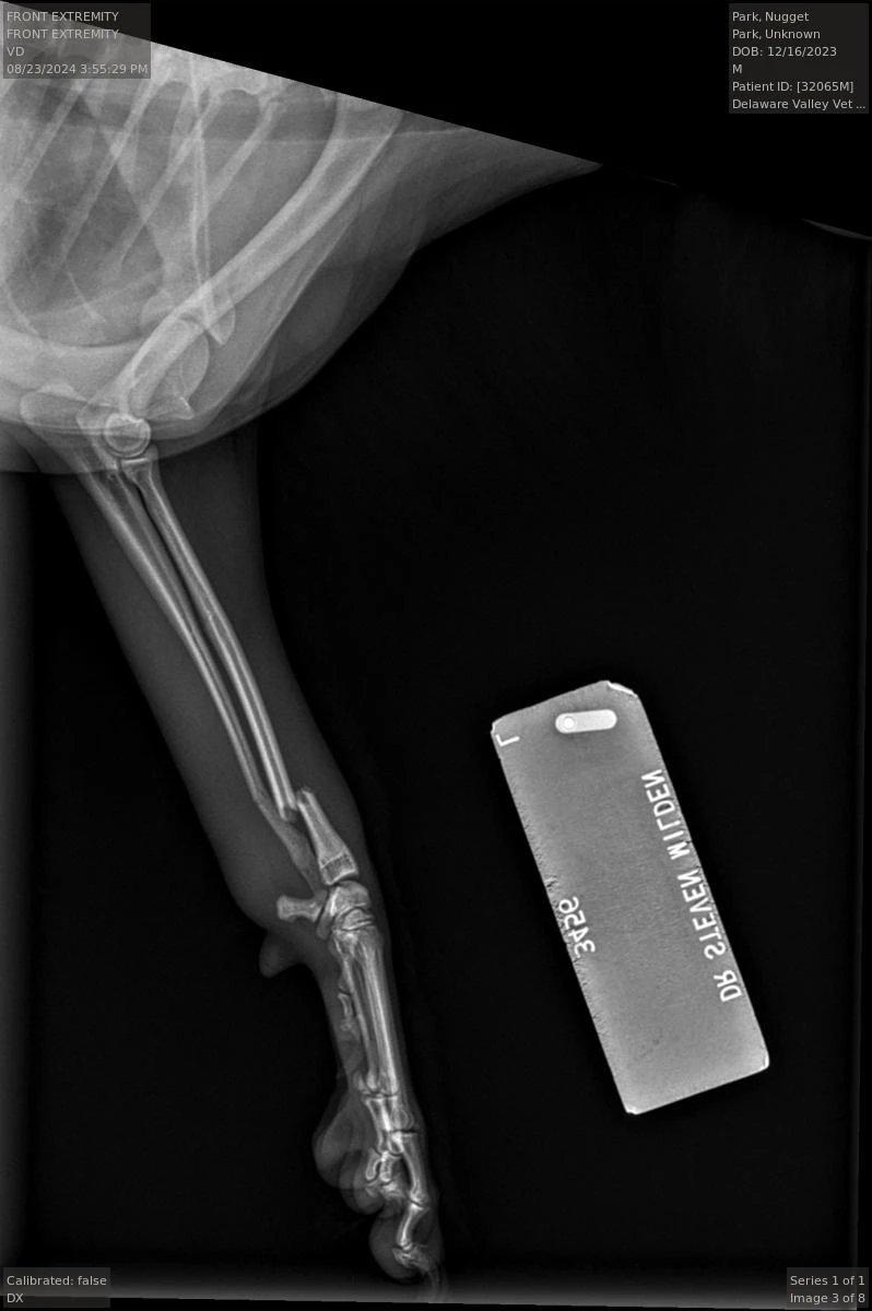Radius/Ulna Fracture — Pomeranian