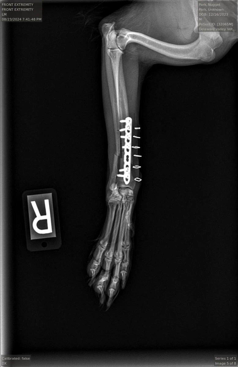 Post-operative radiograph showing 7-hole bone plate and cortical screws