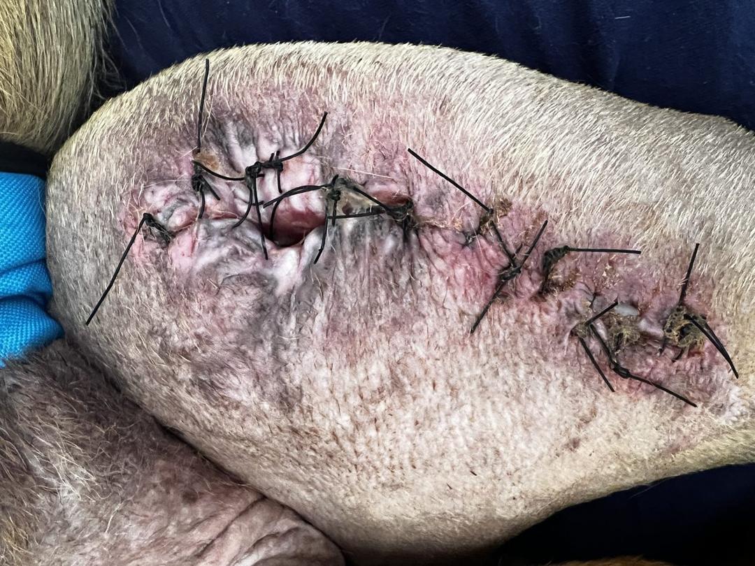 Wound status at 1 month — unhealed