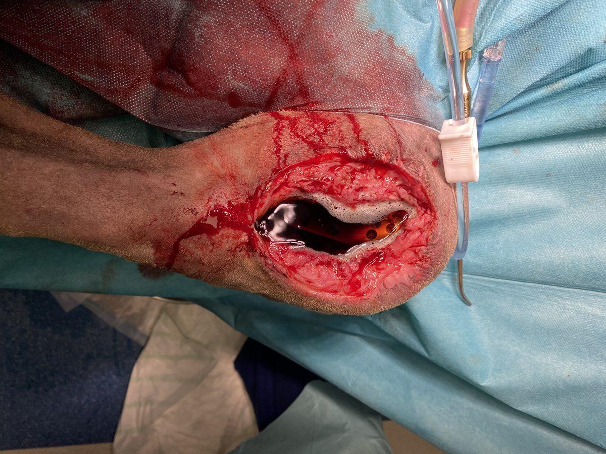 Septic TPLO — Third Revision with Simini