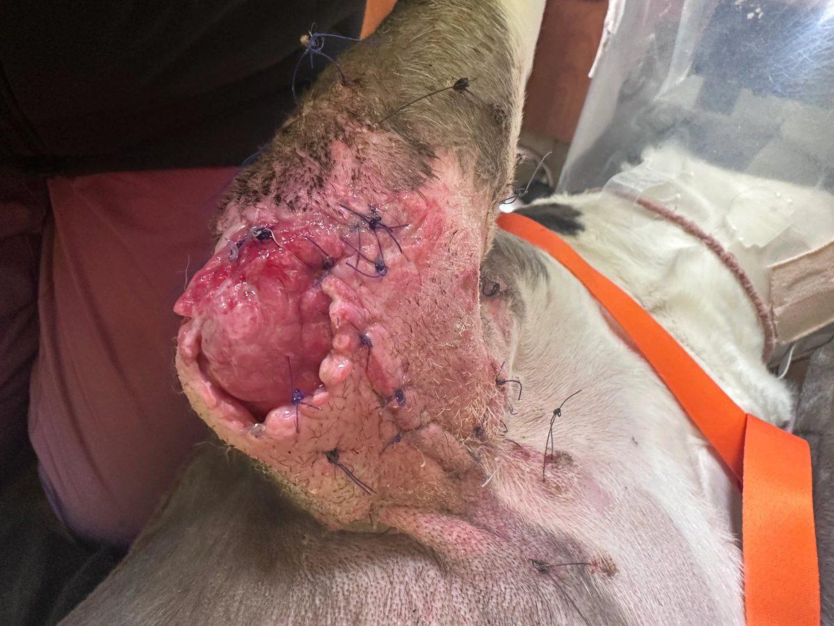 Wound Dehiscence Post-Sarcoma — Pit Bull Mix