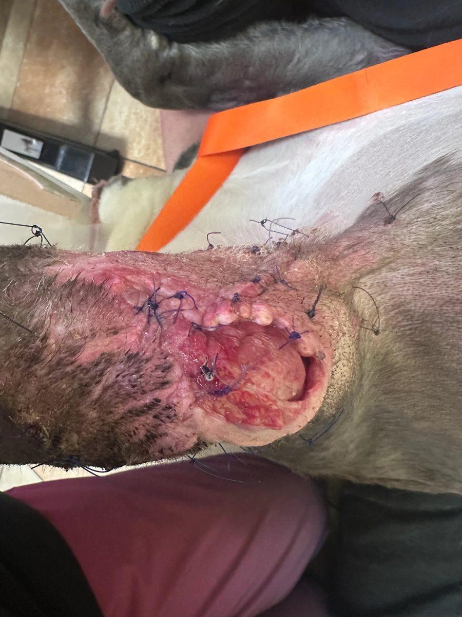 Close-up view of infected dehisced wound at elbow