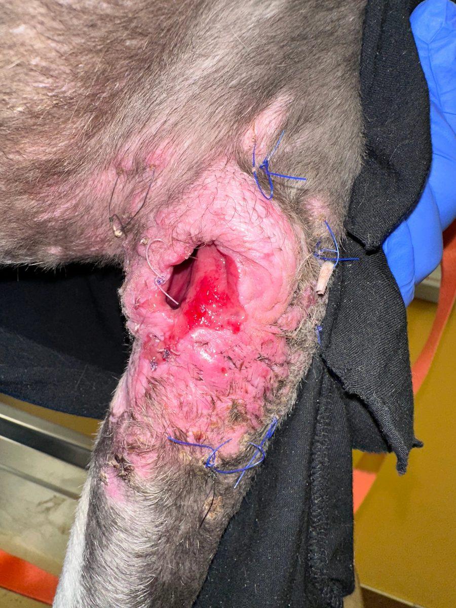 Wound following daily Simini lavage protocol showing improved tissue quality