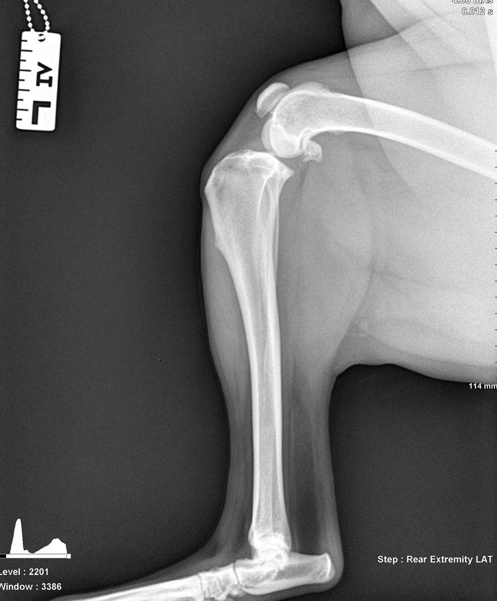 Pre-operative lateral radiograph of left stifle showing CCL rupture changes
