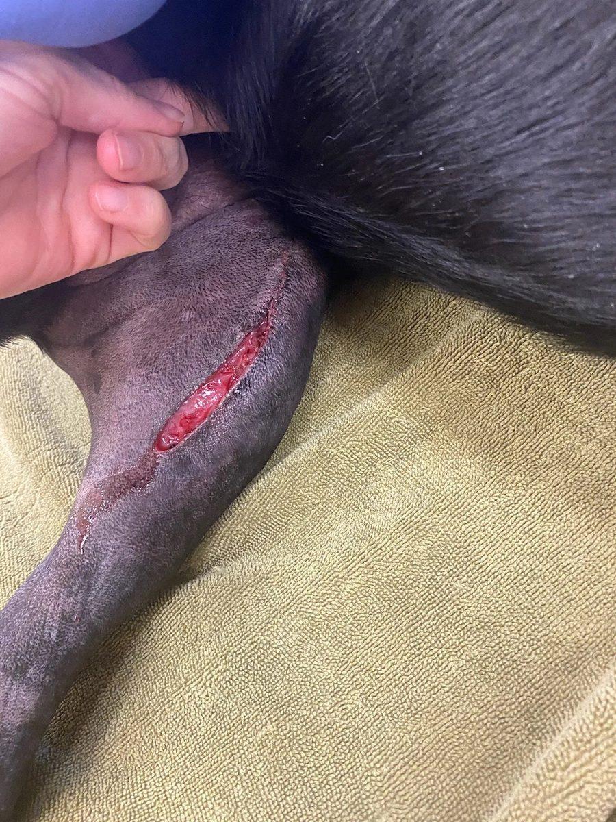 Incision site at post-operative day 1 following dehiscence from licking
