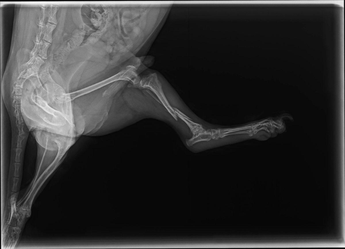 Tibial Butterfly Fracture — Maltese