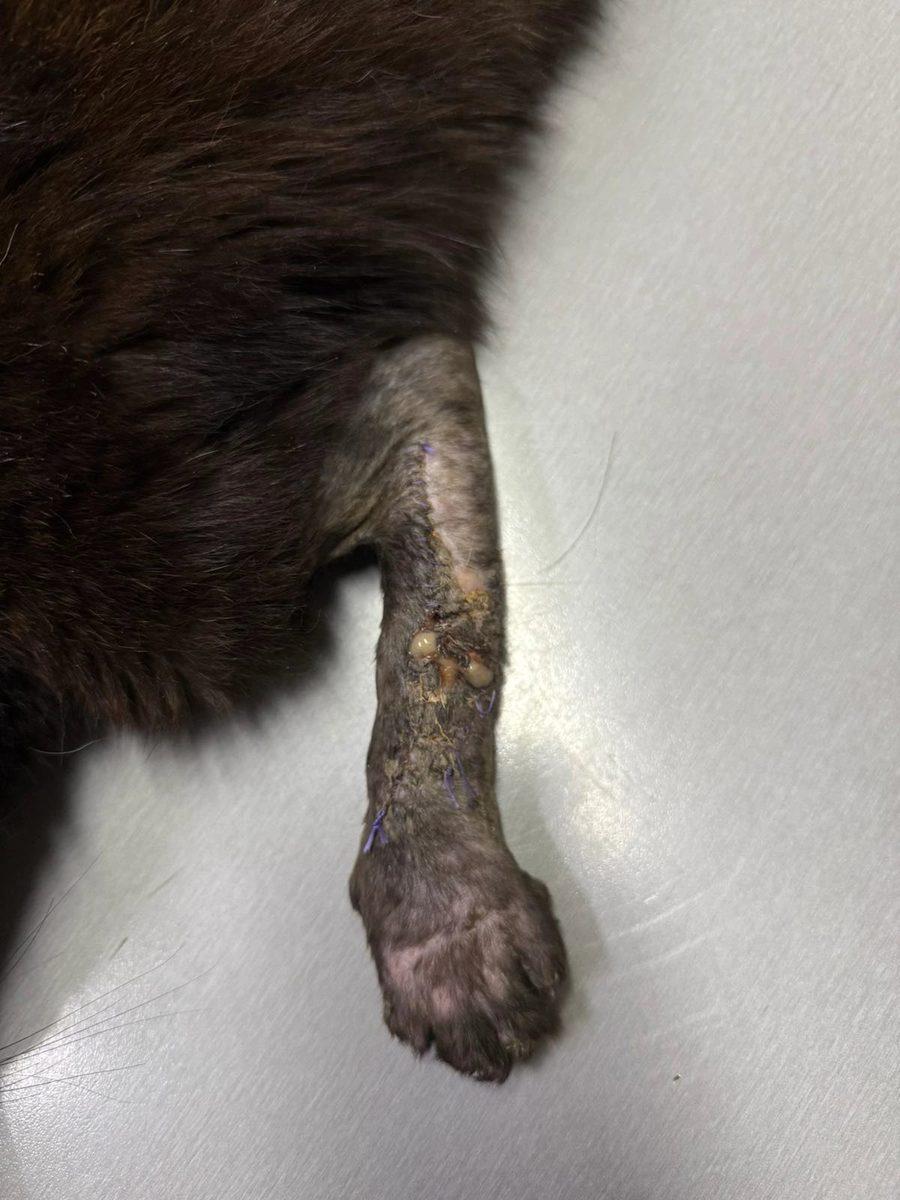 Post-Op Infection — Open Forelimb Fracture, Cat