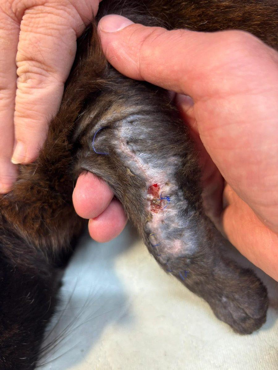 Left forelimb at 14-day follow-up showing healed incision and normal tissue