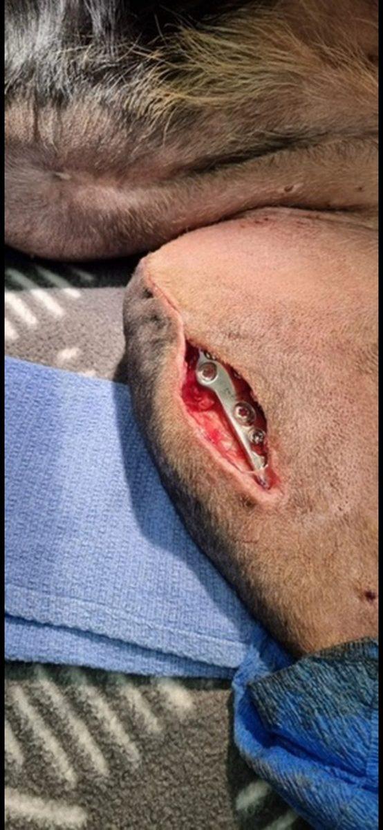 TPLO Implant Exposure — Kelpie x Border Collie