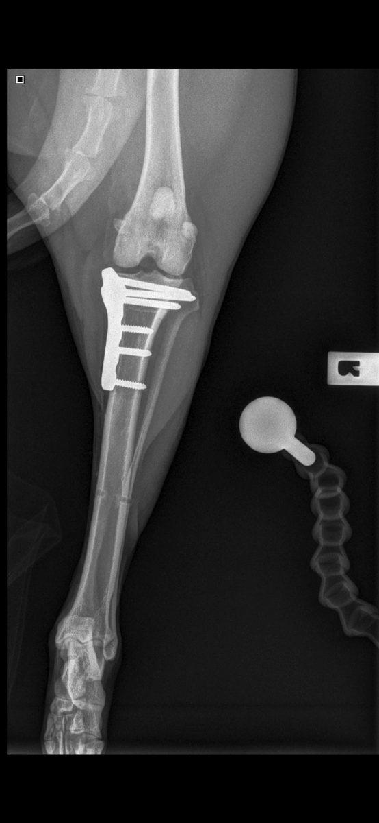 Post-operative radiograph showing TPLO plate in situ following revision closure